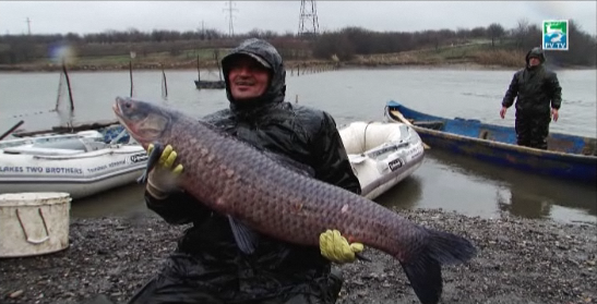 Repopulare la Tancabesti